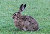 Найцікавіші факти про зайців - Про цікаве